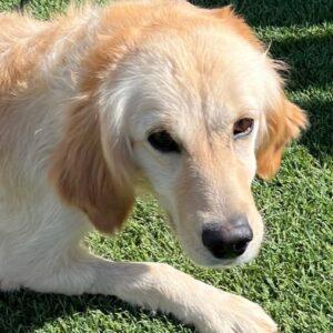 ADOPTED 5/13/23!! Peach-4 years old (Female)