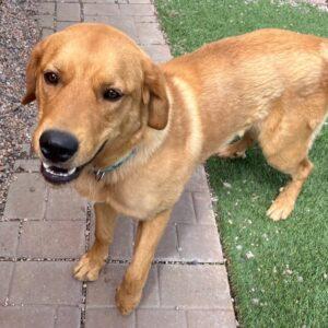 ADOPTED 6/10/23 Benji-1.5 years old (Male) Golden Lab mix