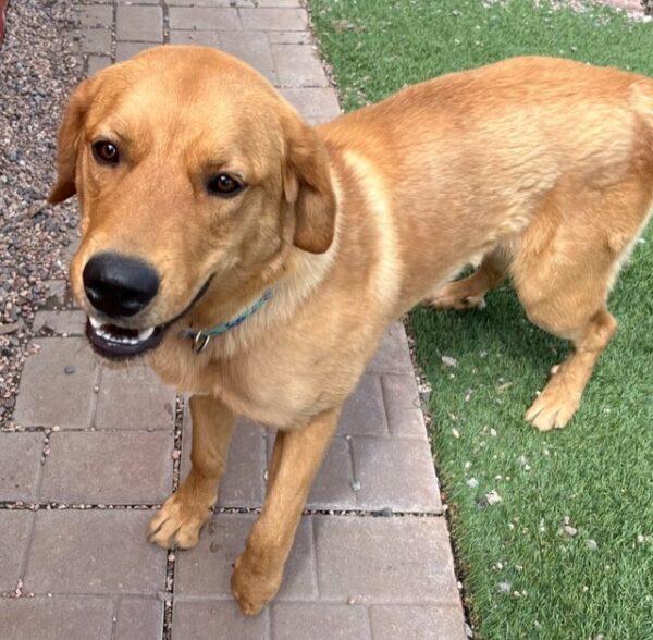 ADOPTED 6/10/23 Benji-1.5 years old (Male) Golden Lab mix