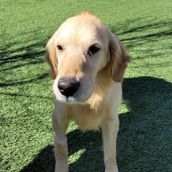 ADOPTED 4/24/23 Lacy-7 years old (Female) - Image 4