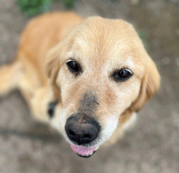 ADOPTED 4/20/23 Ginger-10 years old (Female)