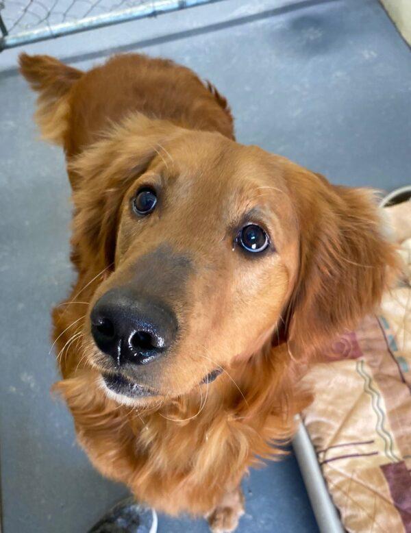 ADOPTED 4/24/23 Zeke-2 years old (Male) - Image 3