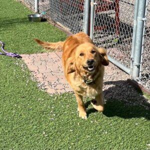 ADOPTED 6/18/23 Jemma-2 years old (Female)