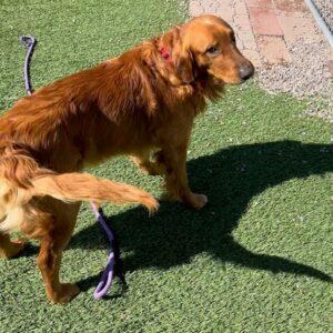 ADOPTED 5/4/23 Buddy II-7 years old (Male)