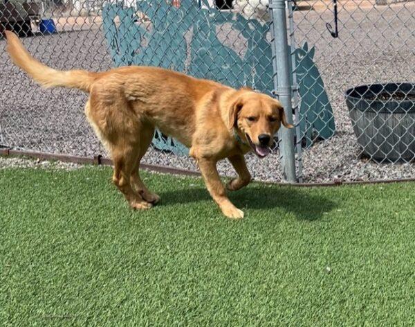 ADOPTED 6/10/23 Benji-1.5 years old (Male) Golden Lab mix - Image 4