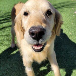 ADOPTED 4/24/23 Lacy-7 years old (Female)