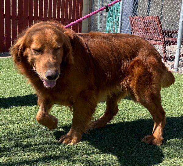 ADOPTED 4/22/23 Patrick-5 years old (Male) - Image 4
