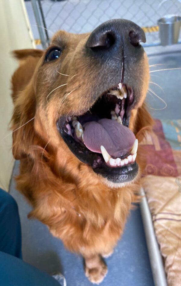 ADOPTED 4/24/23 Zeke-2 years old (Male) - Image 4