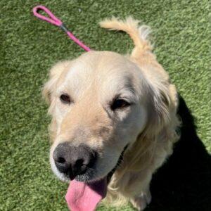 Adopted 4/29/23 Buddy-7 years old (Male)