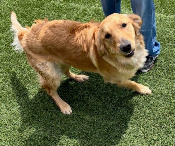 ADOPTED 4/28/23 Dallas-11 months old (Male) - Image 4