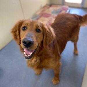 ADOPTED 4/24/23 Zeke-2 years old (Male)