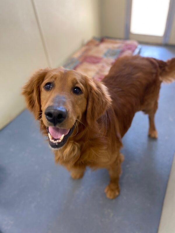ADOPTED 4/24/23 Zeke-2 years old (Male)