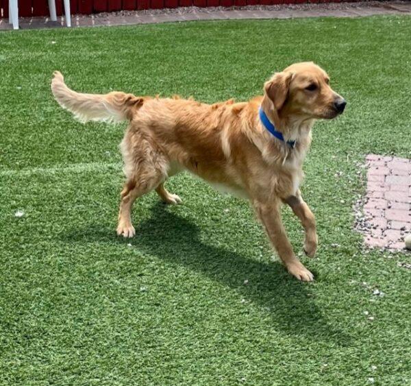 ADOPTED 4/28/23 Dallas-11 months old (Male) - Image 5
