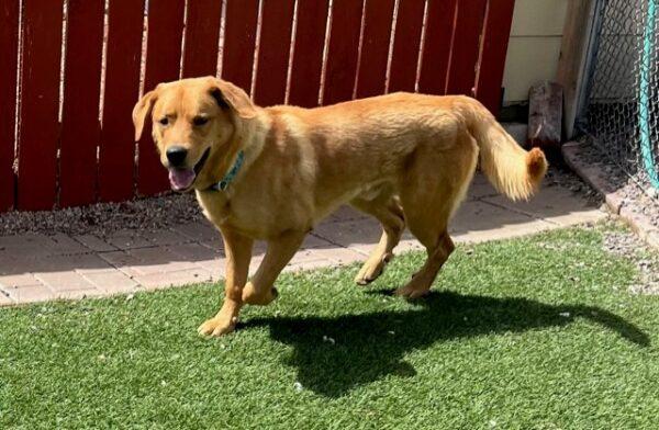 ADOPTED 6/10/23 Benji-1.5 years old (Male) Golden Lab mix - Image 5
