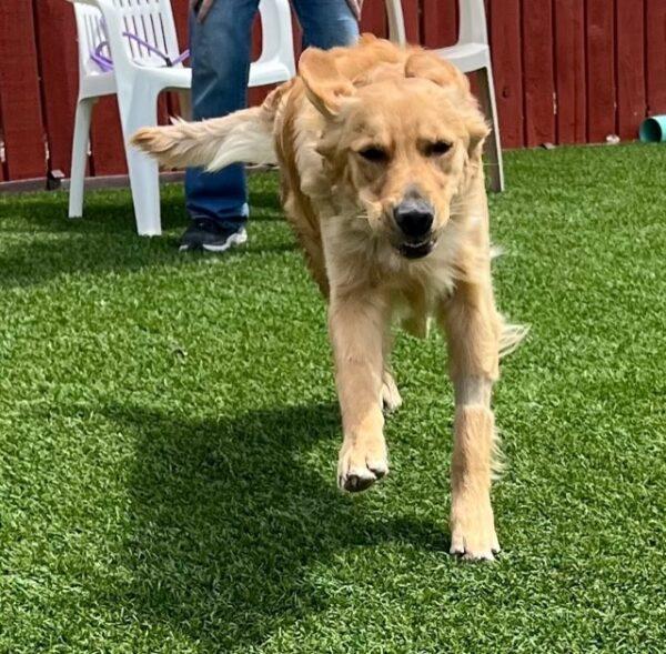 ADOPTED 4/28/23 Dallas-11 months old (Male) - Image 7