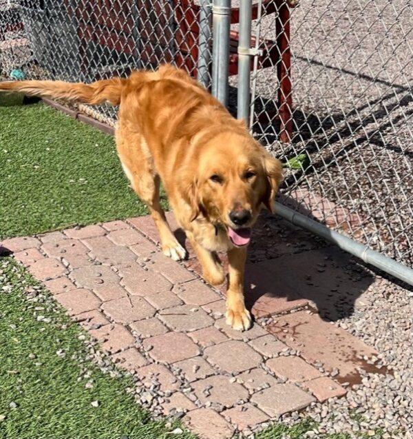 ADOPTED 6/18/23 Jemma-2 years old (Female) - Image 7