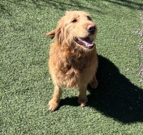 ADOPTED 4/8/23 Jimmy-3 years old (Male) Goldendoodle - Image 7