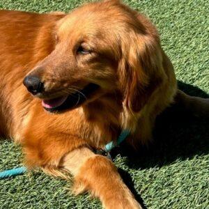 ADOPTED 4/15/23 Bridget-2 years old (Female)