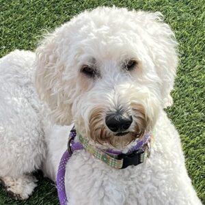 ADOPTED!! Razzie-3.5 years old (Female) Goldendoodle