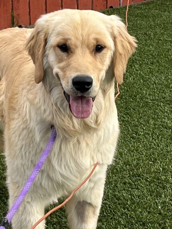ADOPTED 4/26/23 Tucker-9 months old (Male) - Image 6