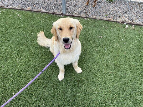 ADOPTED 4/26/23 Tucker-9 months old (Male) - Image 7