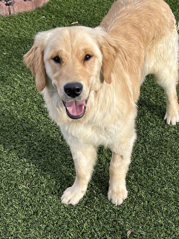 ADOPTED 4/26/23 Tucker-9 months old (Male) - Image 10