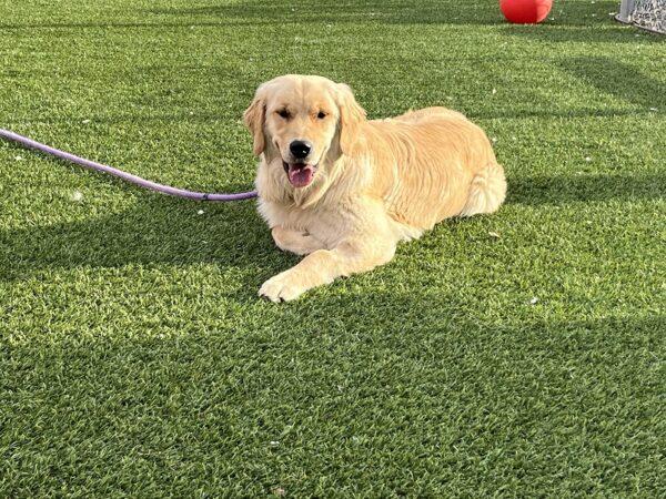 ADOPTED 4/26/23 Tucker-9 months old (Male) - Image 2