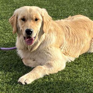 ADOPTED 4/26/23 Tucker-9 months old (Male)