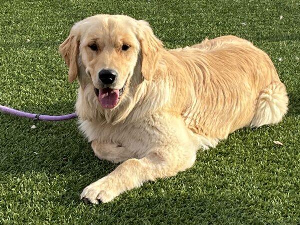 ADOPTED 4/26/23 Tucker-9 months old (Male)