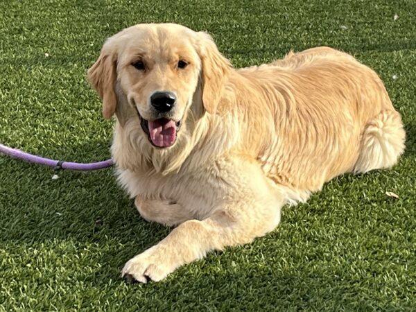 ADOPTED 4/26/23 Tucker-9 months old (Male) - Image 4