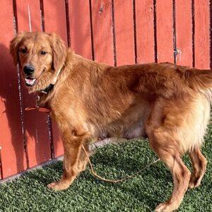 ADOPTED 5/20/23! Bailee-3 years old (Female)