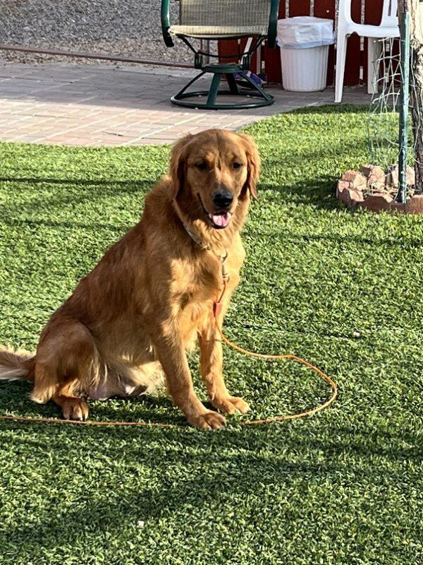ADOPTED 5/20/23! Bailee-3 years old (Female) - Image 4