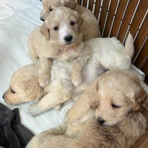 ADOPTED!! Now accepting applications for Goldendoodle Puppies!!