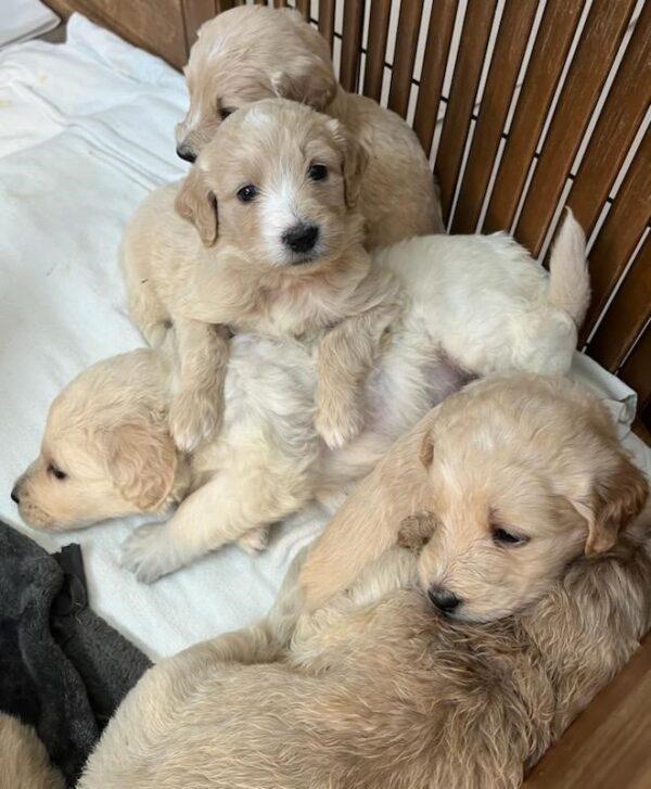 ADOPTED!! Now accepting applications for Goldendoodle Puppies!!