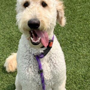 ADOPTED 6/10/23 Benito-1 year old (Male) Goldendoodle