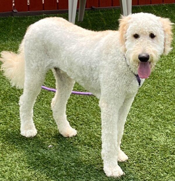 ADOPTED 6/10/23 Benito-1 year old (Male) Goldendoodle - Image 3