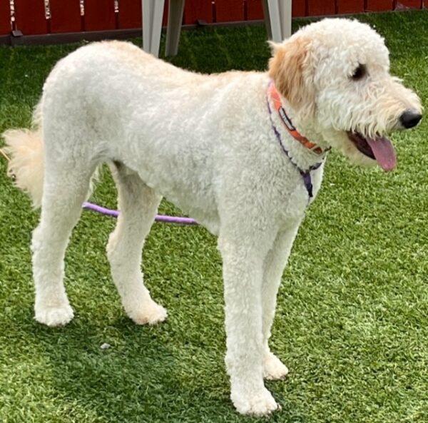 ADOPTED 6/10/23 Benito-1 year old (Male) Goldendoodle - Image 4