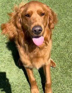ADOPTED!! Maverick-18 months (Male)