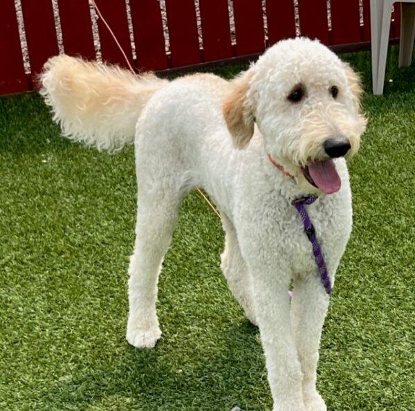 ADOPTED 6/10/23 Benito-1 year old (Male) Goldendoodle - Image 7
