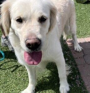 ADOPTED 5/28/23 Bella- 4 years old (Female)