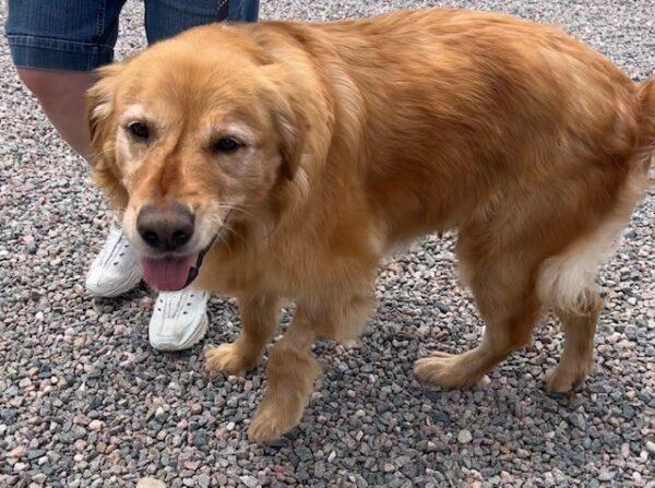 ADOPTED 5/29/23 Brandie-5 years old (Female) - Image 2