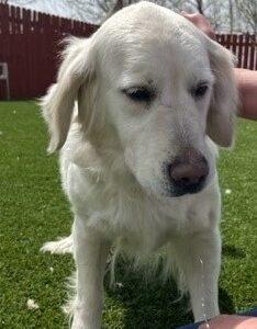 ADOPTED 5/26/23!!  Abby-4 years old (Female)