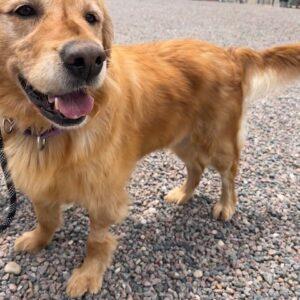ADOPTED 5/29/23 Brandie-5 years old (Female)