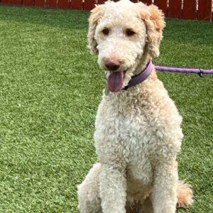 ADOPTED 6/22/23 Lucy-2 years old (Female) Goldendoodle
