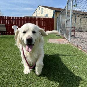ADOPTED 5/13/23!! Everest (Evie)-6 years old (Female)