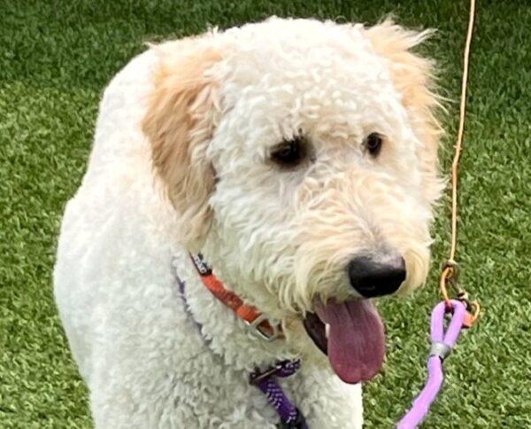 ADOPTED 6/10/23 Benito-1 year old (Male) Goldendoodle - Image 12
