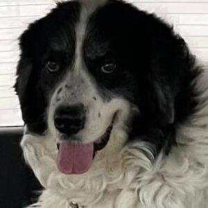 ADOPTED 6/23/23 Bertha-3 years old (Female) Pyrenees Mix