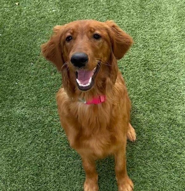 ADOPTED 6/10/23 Lucy-8 months old (Female) - Image 2
