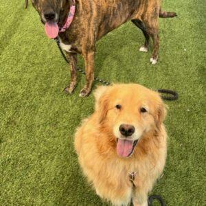ADOPTED 9/4/23!!  BONDED PAIR!! Luna 8 years old (Golden Retriever) & Bella 6 years old (Great Dane/Bernese Mtn Dog mix)