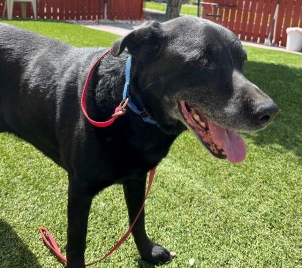 ADOPTED 8/19/23!!! Ryder-11 years old (Lab mix) - Image 5